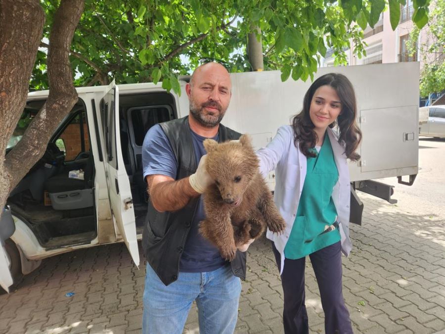   SEVİMLİ AYI YAVRUSU GÜRSU’DA BULUNDU